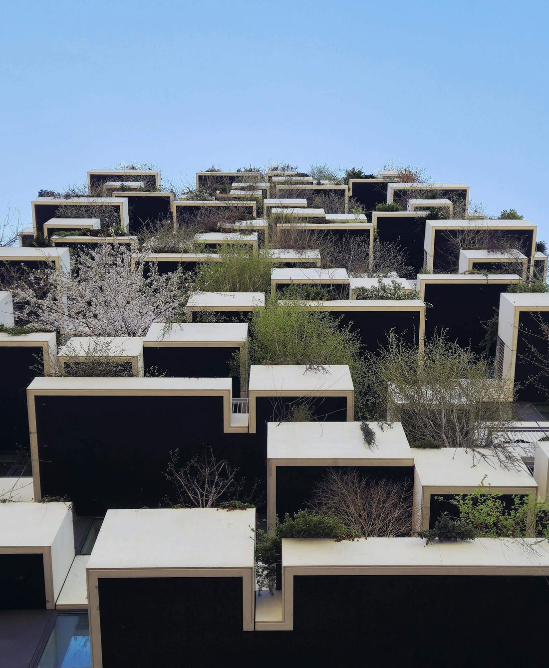 Boxes and plants